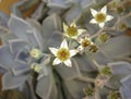 Graptopetalum paraguayense in bloom