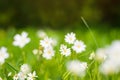 White little flowers on a sunny summer day. Close-up of a flower in green grass. Natural floral background. Selective soft focus Royalty Free Stock Photo