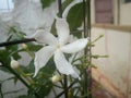 White little freh flower
