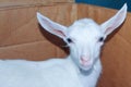 A white little goat with big ears and blue big eyes. farm animals Royalty Free Stock Photo