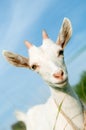 White little goat with horn Royalty Free Stock Photo