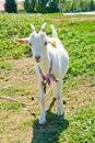White little goat in the meadow tied Royalty Free Stock Photo