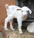White little goat newborn in the corral with the goat