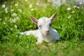 White little goat resting on green grass with daisy flowers on a sunny day Royalty Free Stock Photo