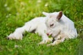 White little goat resting on green grass with daisy flowers on a sunny day Royalty Free Stock Photo