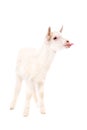 White little goat showing tongue Royalty Free Stock Photo