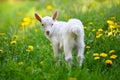 White little goat standing on green grass with yellow dandelions Royalty Free Stock Photo