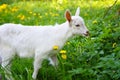 White little goat standing on green grass with yellow dandelions on a sunny day Royalty Free Stock Photo