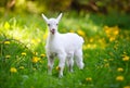 White little goat standing on green grass with yellow dandelions on a sunny day Royalty Free Stock Photo