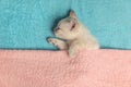 White little kitten lies covered with a towel Royalty Free Stock Photo