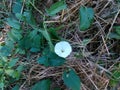 White little lonely blossoming flower