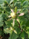 White Little nud Flower seasonal flower