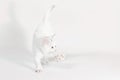 White little playful kitten on a light background Royalty Free Stock Photo