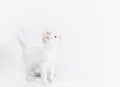 White little playful kitten on a light background Royalty Free Stock Photo