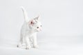 White little playful kitten on a light background Royalty Free Stock Photo