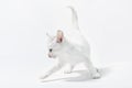White little playful kitten on a light background Royalty Free Stock Photo
