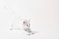 White little playful kitten on a light background Royalty Free Stock Photo