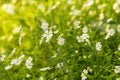 White little wild spring flowers in grass in yellow sunlight close up. Abstract nature blurred bokeh background Royalty Free Stock Photo