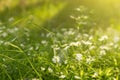 White little wild spring flowers in grass in yellow sunlight close up. Abstract nature blurred bokeh background Royalty Free Stock Photo