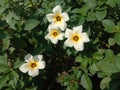 WHITE&LITTLE YELLOW COLOURMIX FLOWER Royalty Free Stock Photo
