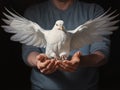 A white live pigeon in the hands of man