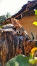 A white lizard on the cutting wood.