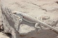 White Lizard, Northern Desert Iguana, Dipsosaurus dorsalis Royalty Free Stock Photo