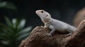 A white lizard is sitting on a rock Royalty Free Stock Photo