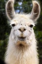 White Llama