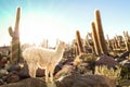 White Llama At Cactus Garden By Isla Incahuasi In Salar De Uyuni Bolivia