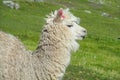 White llama on green meadow