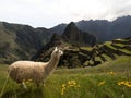 White llama lama glama animal at Machu Picchu ancient inca citadel sanctuary archaeology ruins Sacred Valley Cuzco Peru Royalty Free Stock Photo