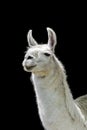 White llama Lama glama on black background Royalty Free Stock Photo