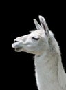 White llama Lama glama on black background Royalty Free Stock Photo
