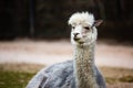 White Llama Lama glama Royalty Free Stock Photo