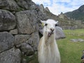 White Llama Machu Picchu Terrence Royalty Free Stock Photo