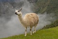 White Llama in the morning misty clouds at Machu Picchu in Peru SA Royalty Free Stock Photo