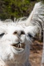 White llama nods in agreement Royalty Free Stock Photo