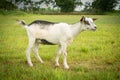 White llama in a paddock with a beautiful green field Royalty Free Stock Photo