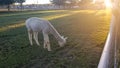 White llama in a paddock with a beautiful sunset Royalty Free Stock Photo