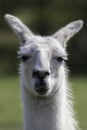 White llama portrait. Selective focus on dopey eyes Royalty Free Stock Photo