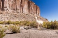 White llama pasturing Bolivia mountain cliff valley.