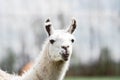 white llama tame chewing food looking mischievously into lens sticking out tongue flies flying around