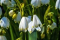 White Loddon Lily Blooming Macro