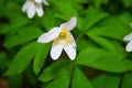 white lone buttercup, green blurred flower leaves Royalty Free Stock Photo