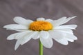 White lonely daisy flower on a green stem Royalty Free Stock Photo