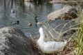 White and lonely duck are looking from afar to the floating duck Royalty Free Stock Photo