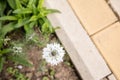 White lonely flower grows in the garden