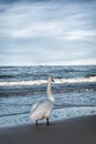 a white lonely swan waiting for the ship looks at the foamy waves Royalty Free Stock Photo