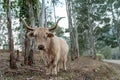 White long hair salers cow in the australian bushland